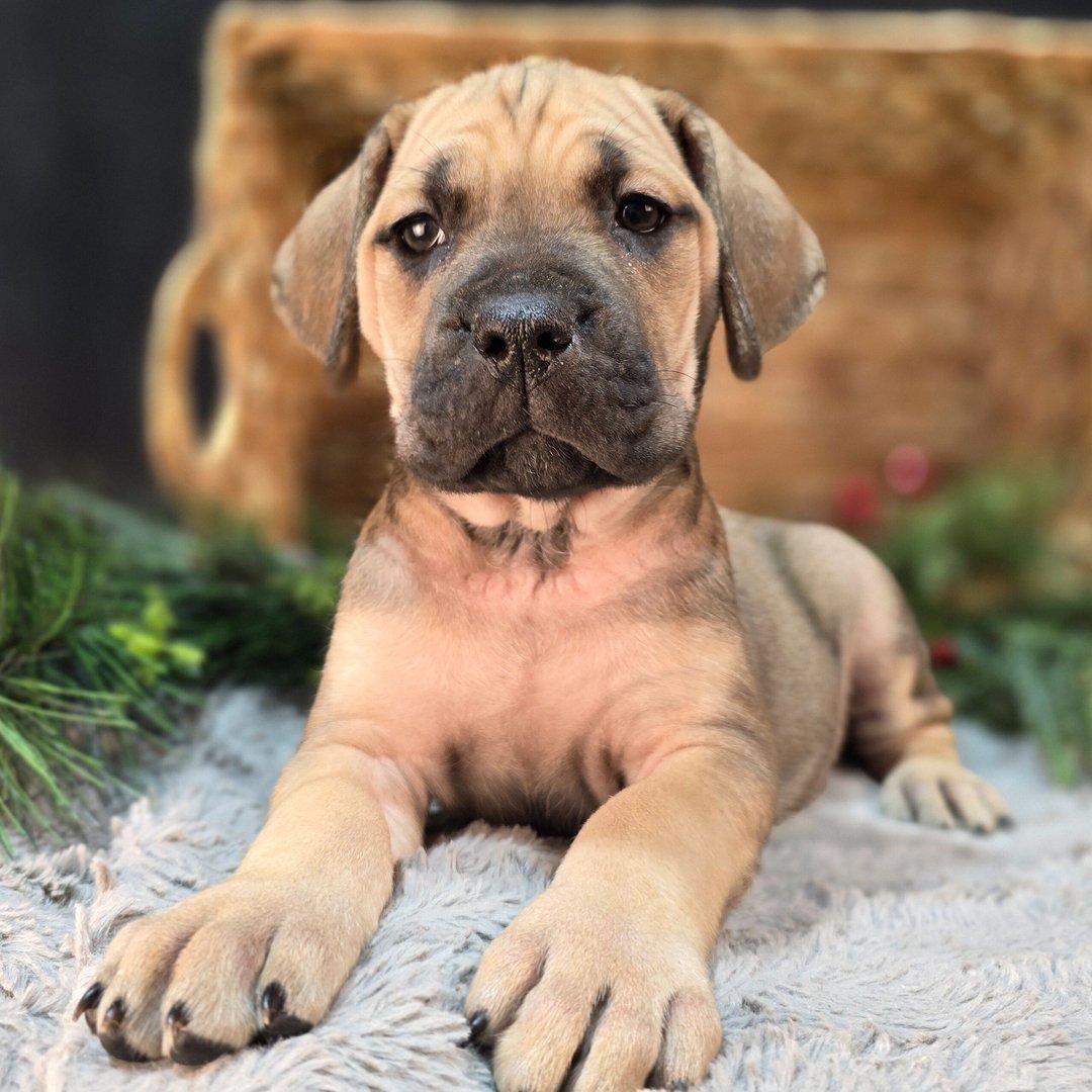Fawn Cane Corso puppy with a black mask