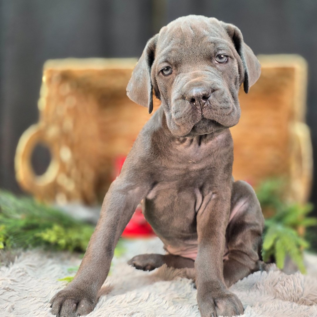 Black brindle Cane Corso puppy Raven