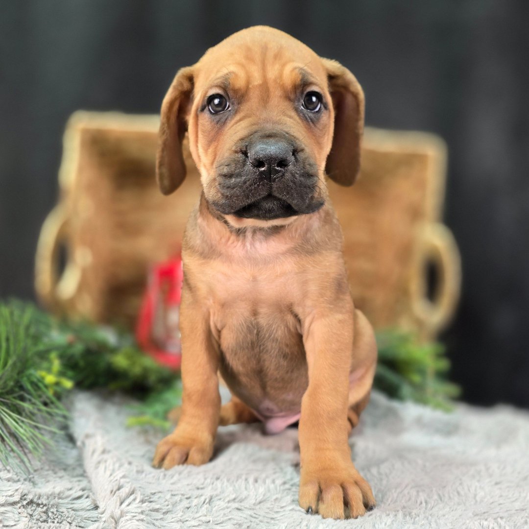 Fawn Cane Corso puppy with a black mask