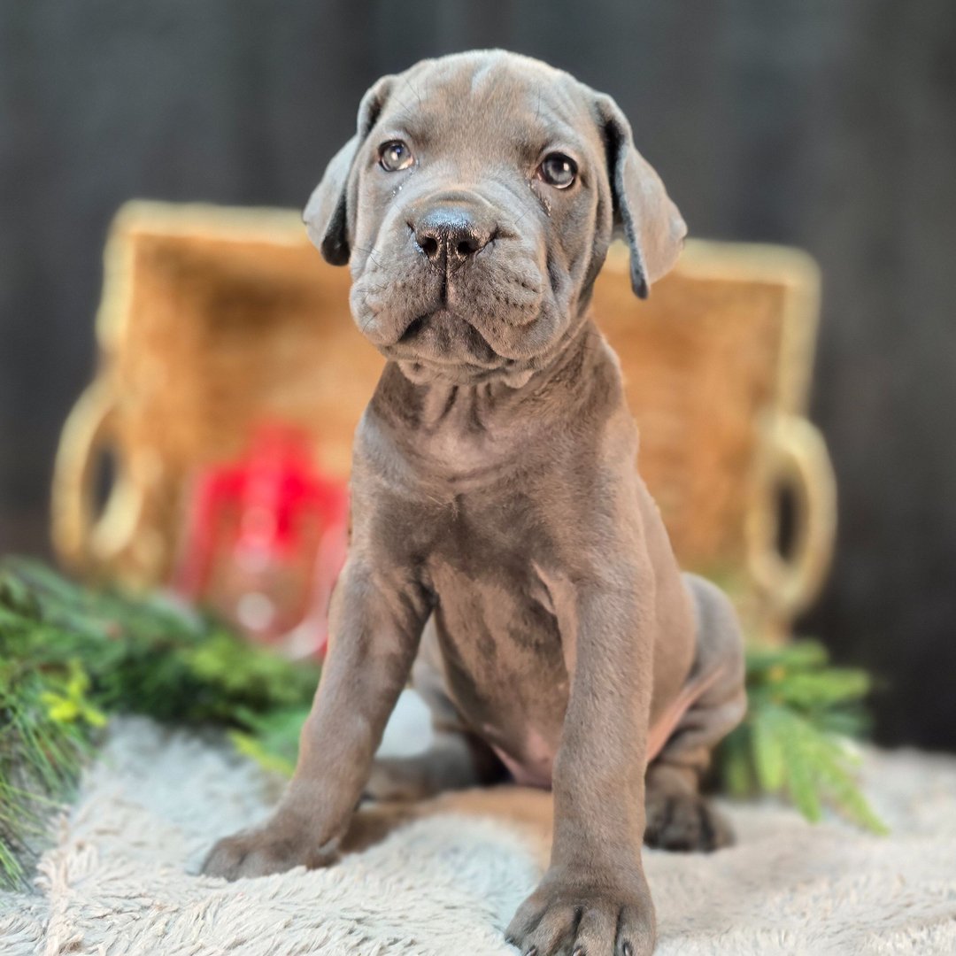Black brindle male Cane Corso puppy