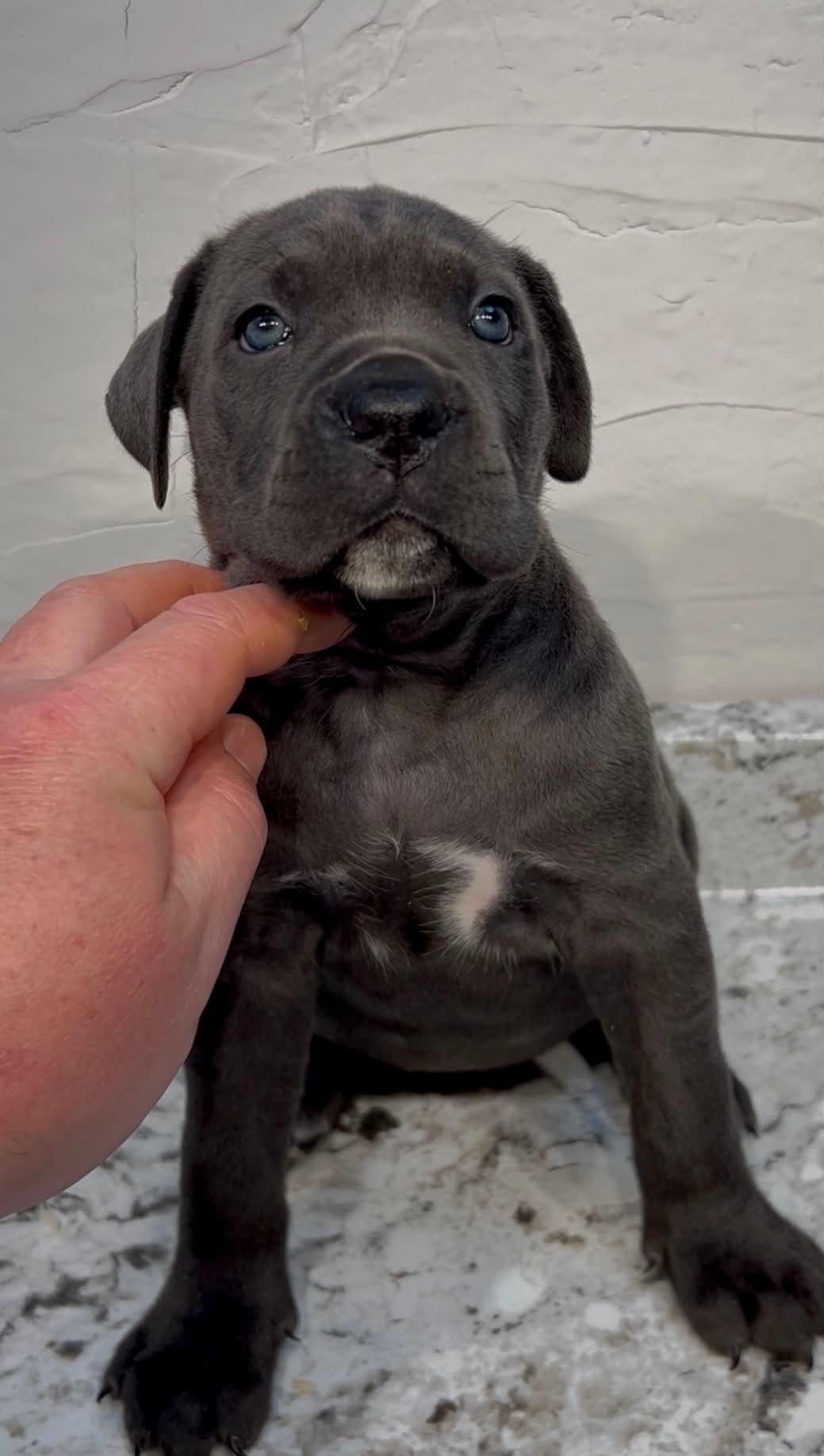 Blue Cane Corso puppy with energy and presence