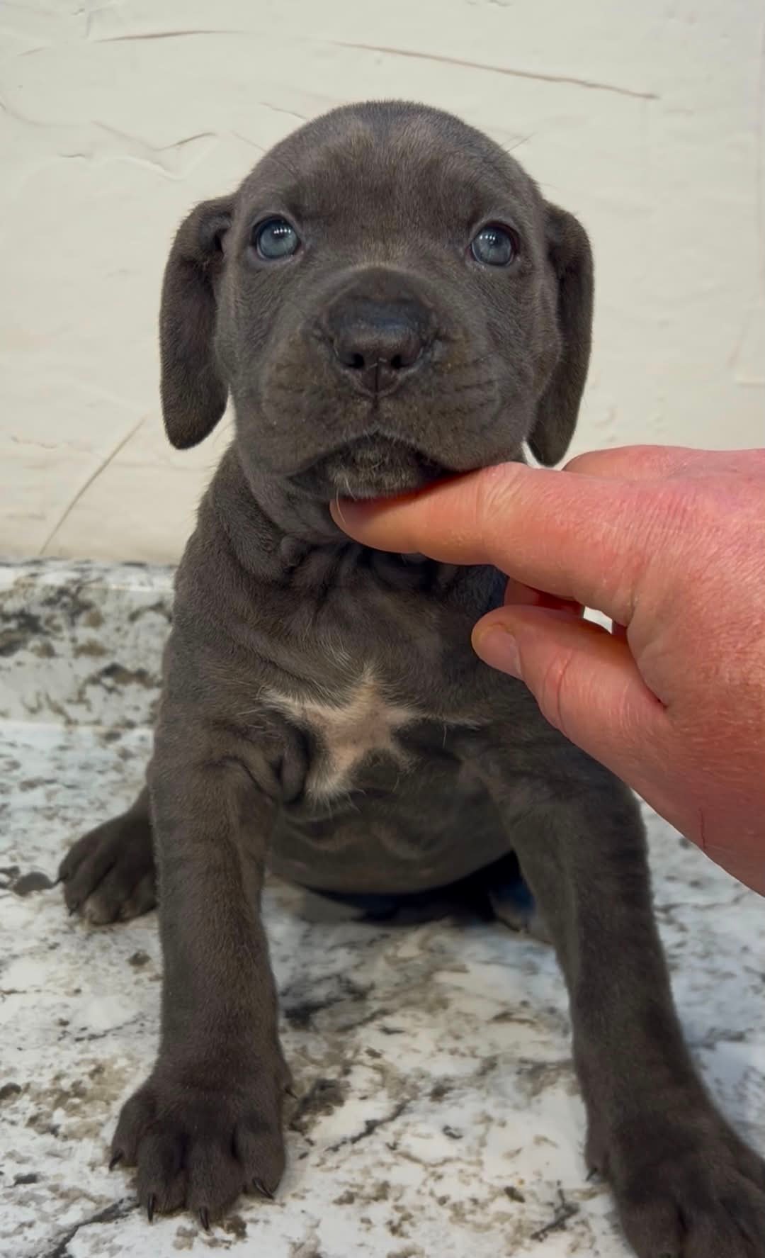 Blue Cane Corso puppy who will grow into a substantial adult