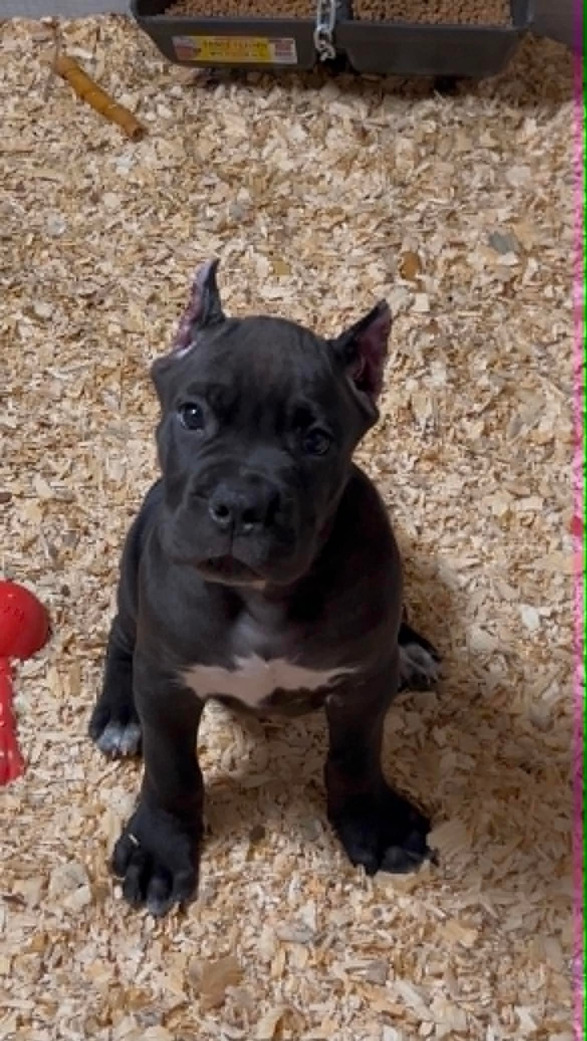 Hero, a black Cane Corso male ready to go home