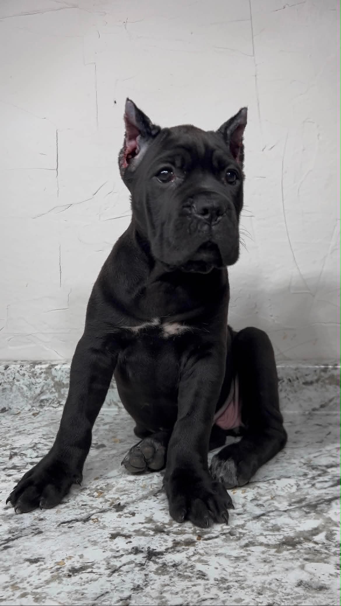 Black Cane Corso puppy showing substantial bone