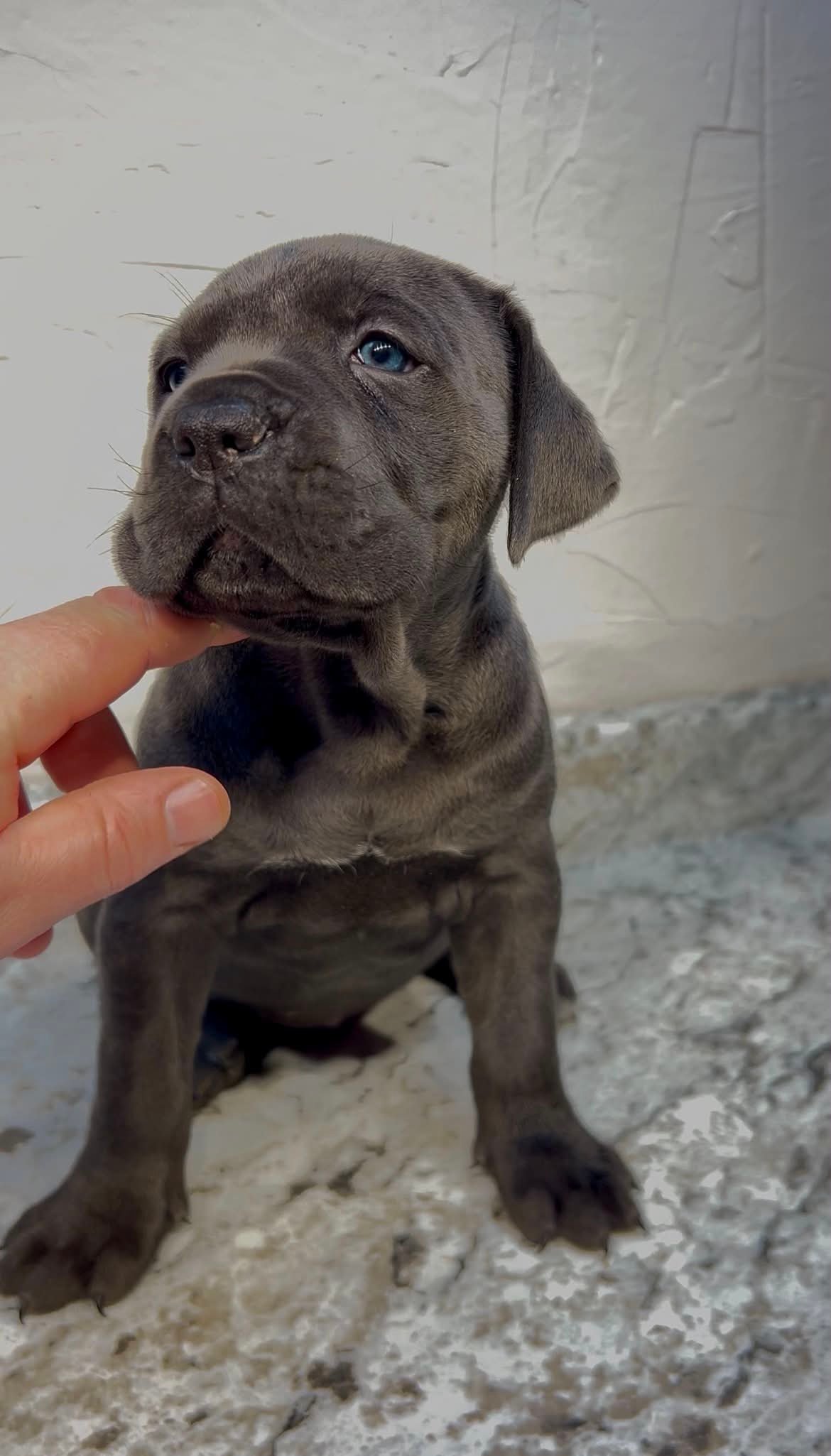 Blue Cane Corso puppy Lucy