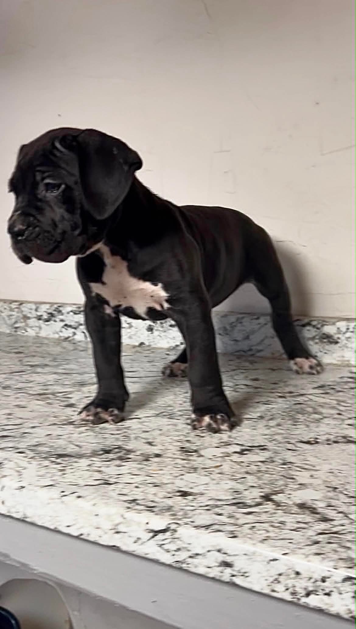 Tonya, an available black Cane Corso female