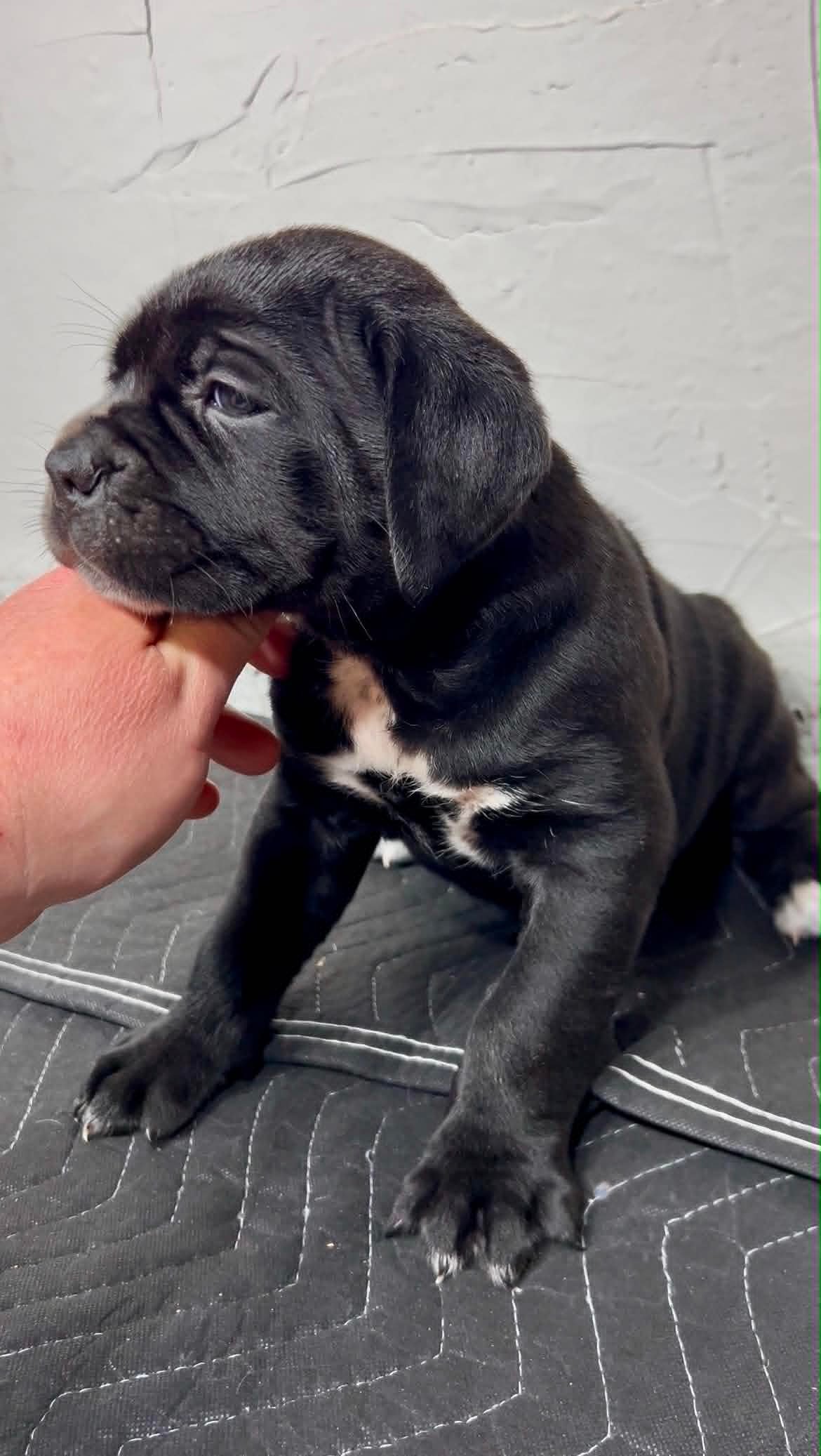 Black Cane Corso puppy ready to go home